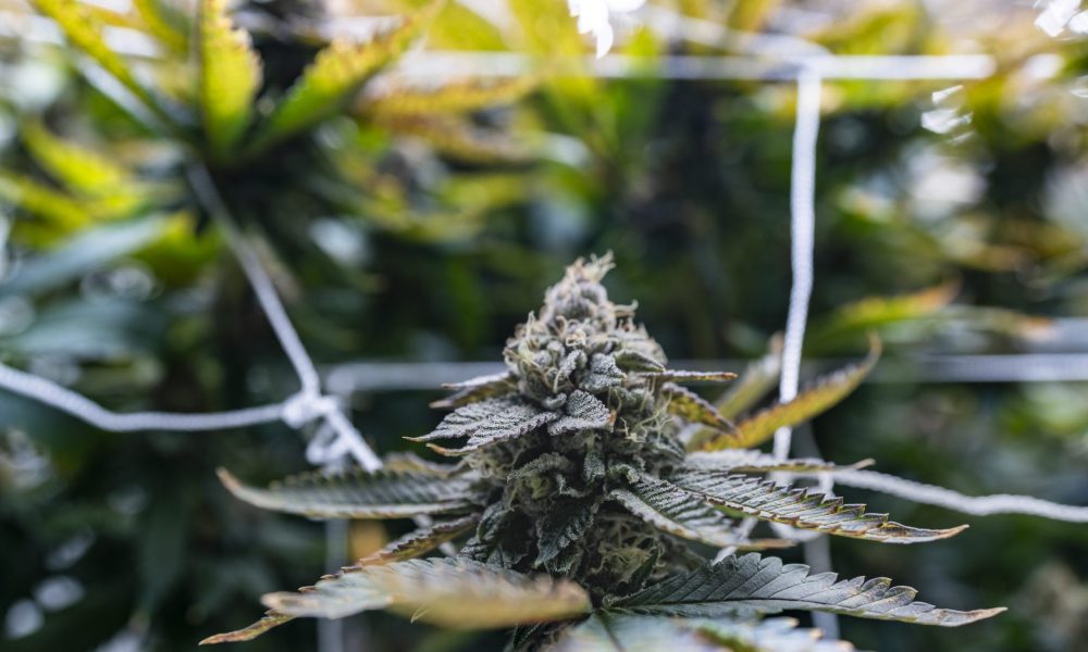 Digital Marketing Strategies to Grow Your Cannabis Dispensary