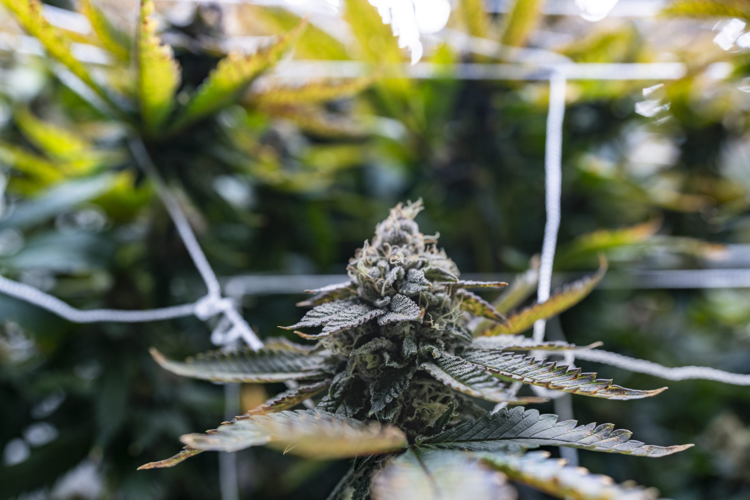 Digital Marketing Strategies to Grow Your Cannabis Dispensary