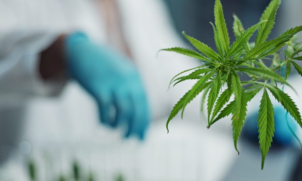 Local Marketing Tactics to Drive Foot Traffic to Your Dispensary