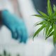 Local Marketing Tactics to Drive Foot Traffic to Your Dispensary
