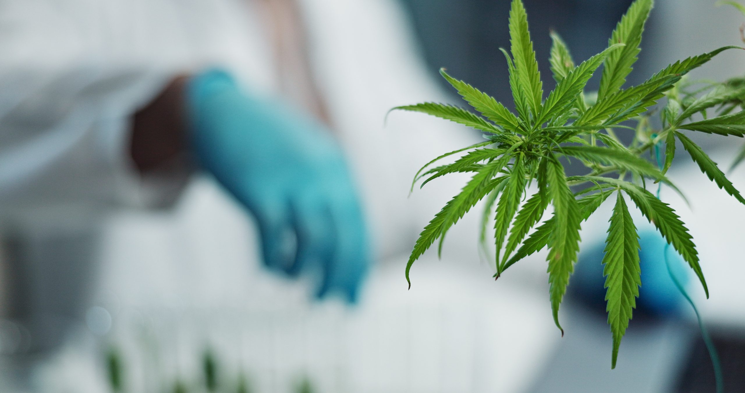 Local Marketing Tactics to Drive Foot Traffic to Your Dispensary