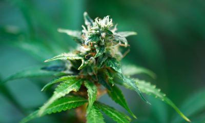 Swansea's First Cannabis Dispensary Lit Up the Weekend