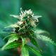 Swansea's First Cannabis Dispensary Lit Up the Weekend