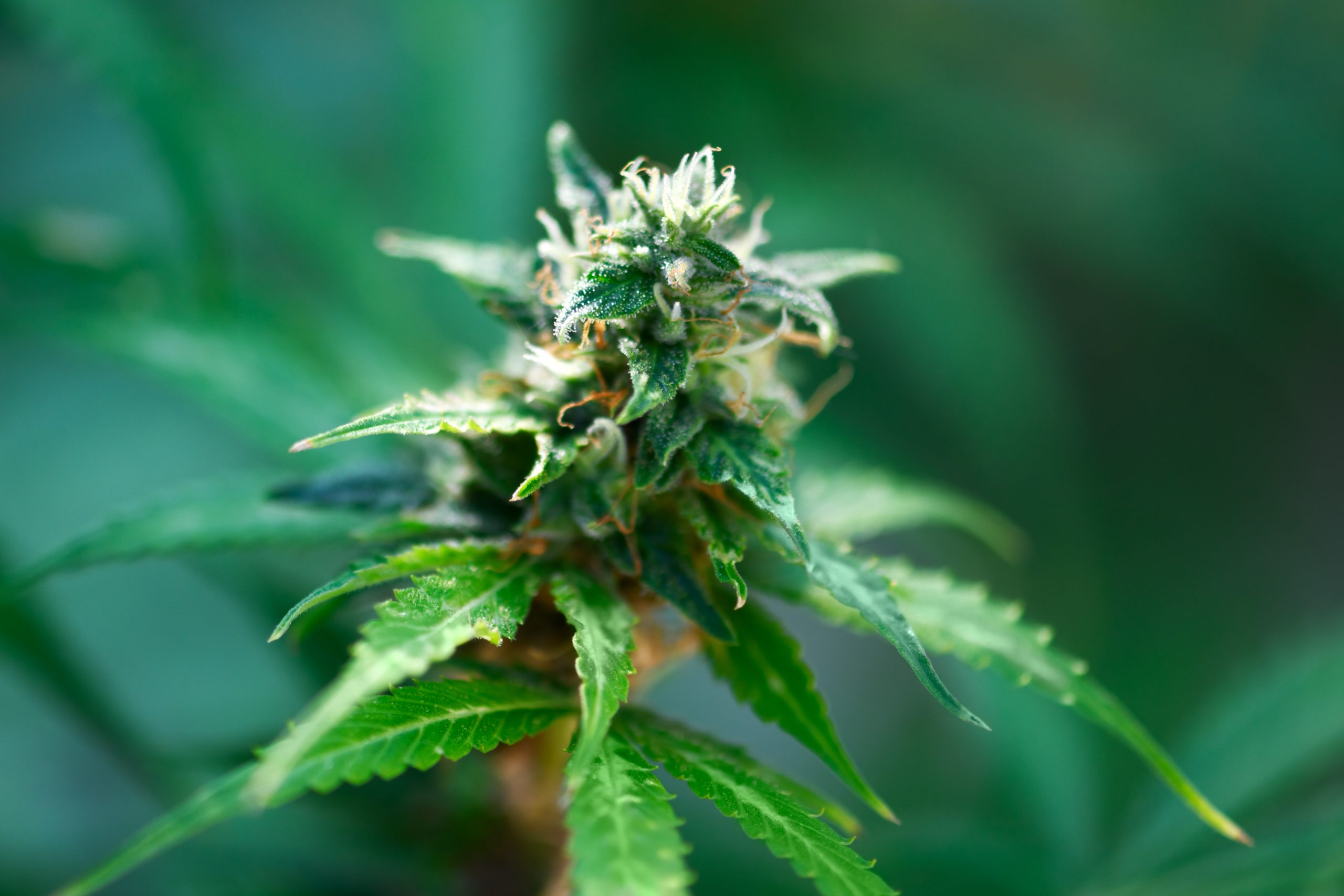 Swansea's First Cannabis Dispensary Lit Up the Weekend