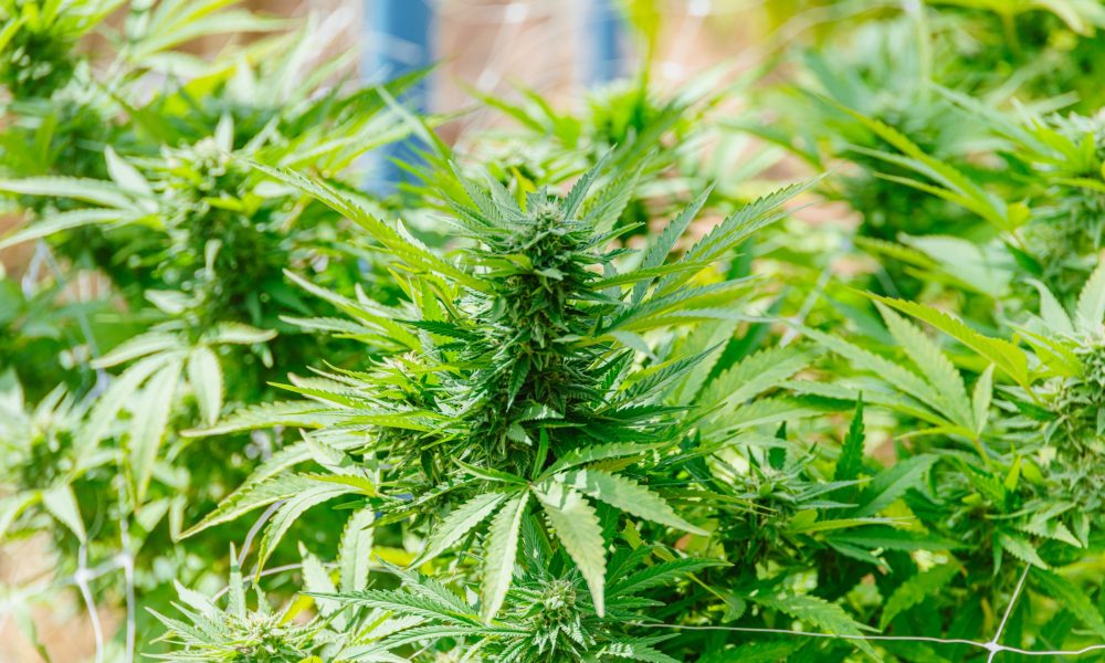 The Role of Email Marketing in Cannabis Brand Loyalty