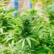 The Role of Email Marketing in Cannabis Brand Loyalty