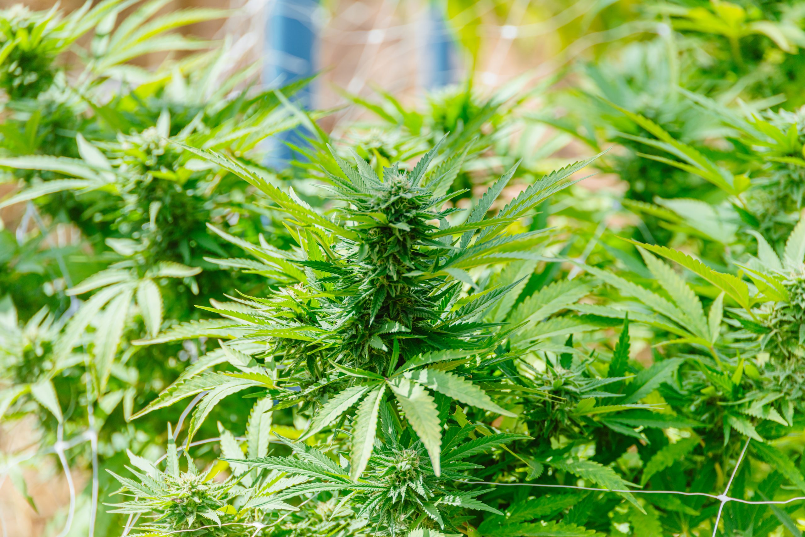 The Role of Email Marketing in Cannabis Brand Loyalty