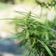 How to Promote Dispensary Events and Product Drops Online