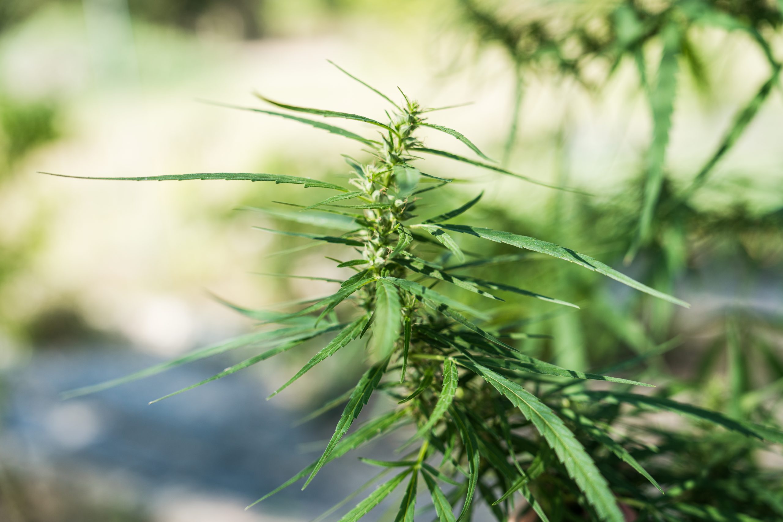 How to Promote Dispensary Events and Product Drops Online