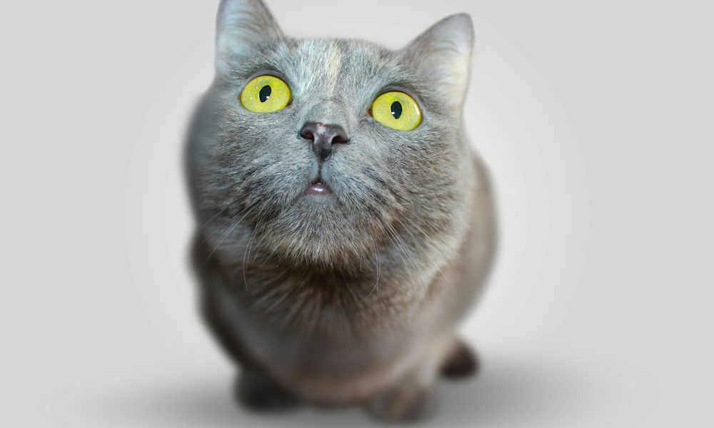 Promoting Pet Vaccinations Through Digital Campaigns