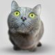 Promoting Pet Vaccinations Through Digital Campaigns