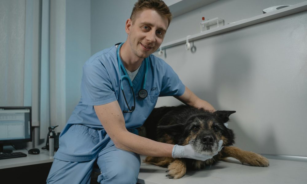Email Marketing Ideas for Promoting Pet Health Services