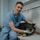 Email Marketing Ideas for Promoting Pet Health Services