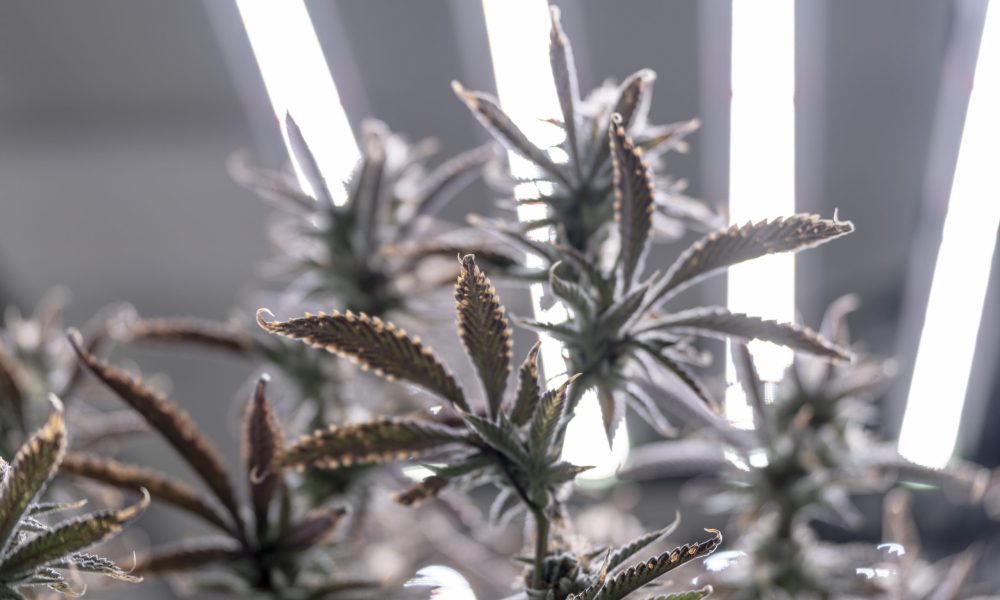 How to Promote Cannabis Brands Without Getting Flagged
