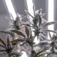 How to Promote Cannabis Brands Without Getting Flagged