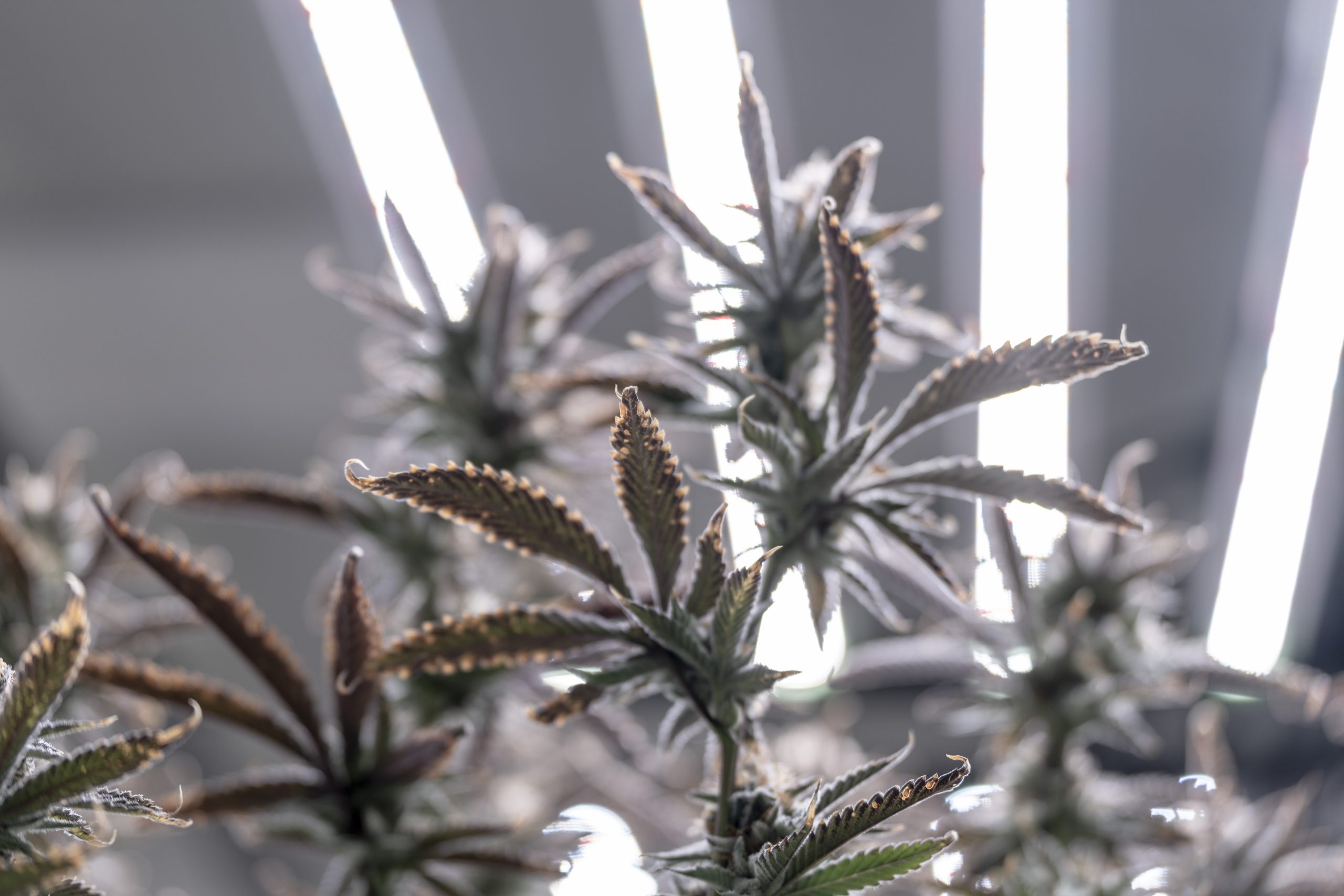 How to Promote Cannabis Brands Without Getting Flagged