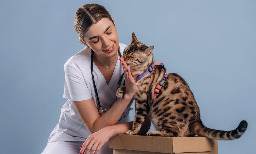 Creating a Mobile-Friendly Veterinary Website That Converts