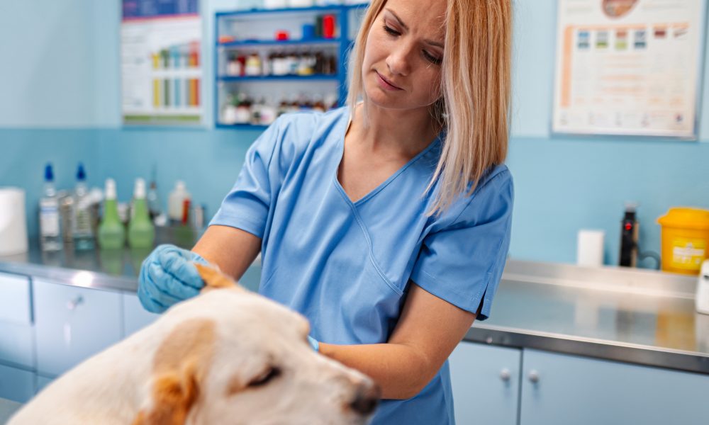 Reputation Management for Veterinarians: How to Respond to Reviews