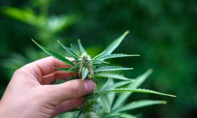 New York Opens First Legal Recreational Marijuana Dispensary