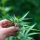 New York Opens First Legal Recreational Marijuana Dispensary