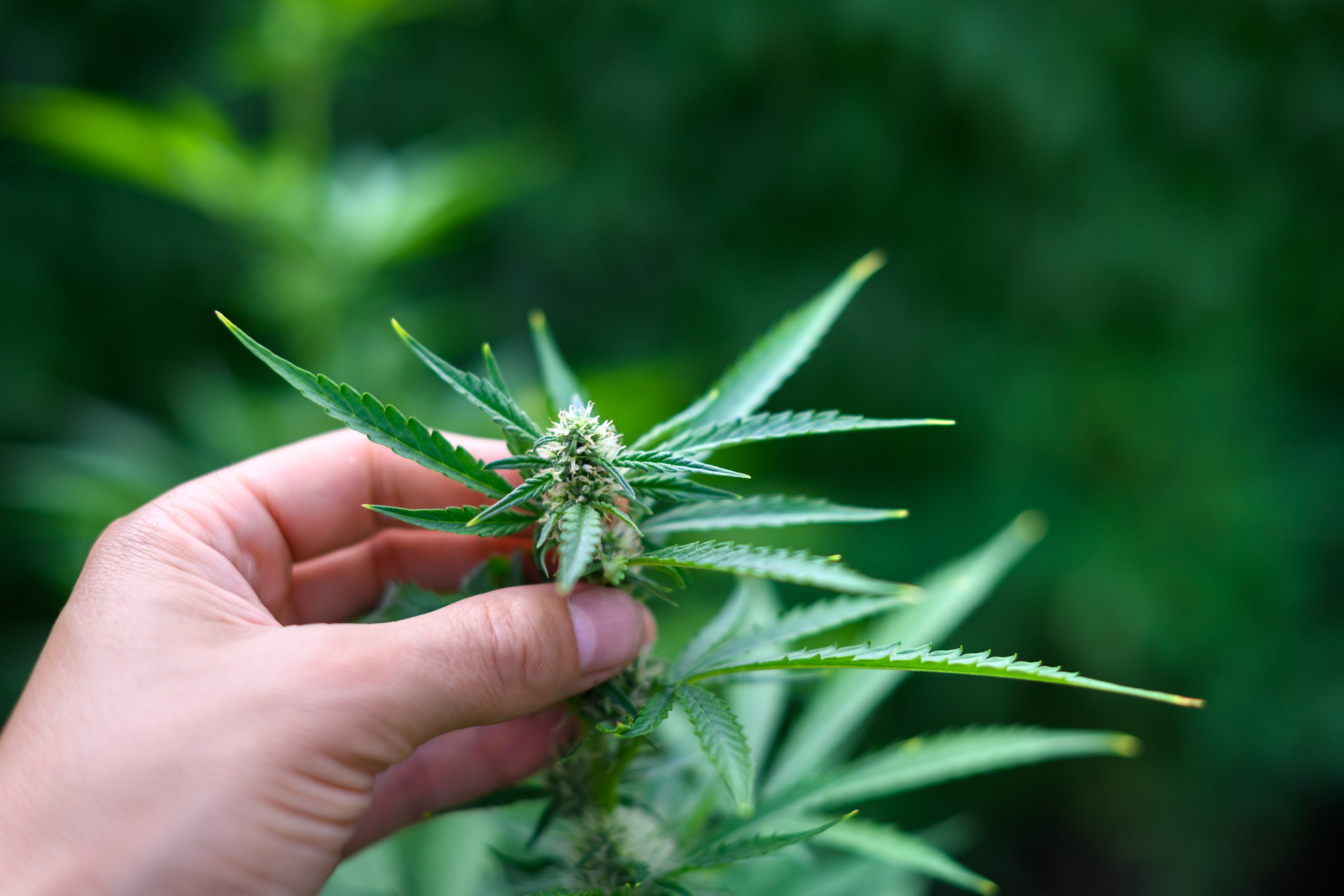 Good Day Farm Opens Largest Medical Cannabis Dispensary in the South